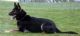 Nuri Black Chabet Nuri Black Chabet