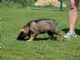 Kery  Chara  ȮIRWIN z Herodesova domu--2012816۳