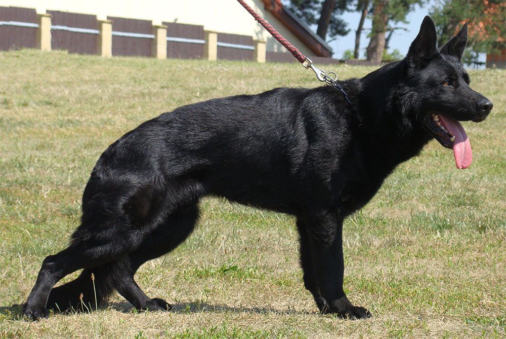 已售成犬-种犬信息-东德牧羊犬,东德牧羊犬种公,东德