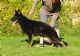 Idefix Namornik Idefix Namornik